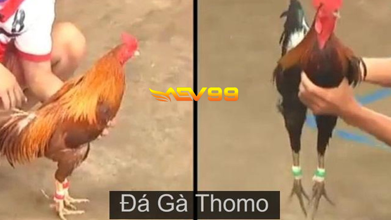 Đá gà Thomo trực tiếp